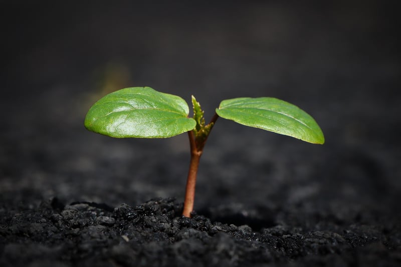 Soil Preparation