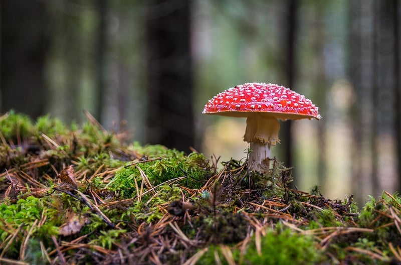 Reishi Mushroom